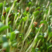 Alfalfa Seeds – Heirloom Sprouting Seeds for Fresh Homegrown Sprouts