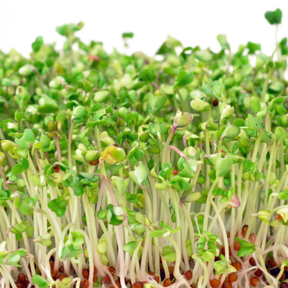 Alfalfa Seeds – Heirloom Sprouting Seeds for Fresh Homegrown Sprouts
