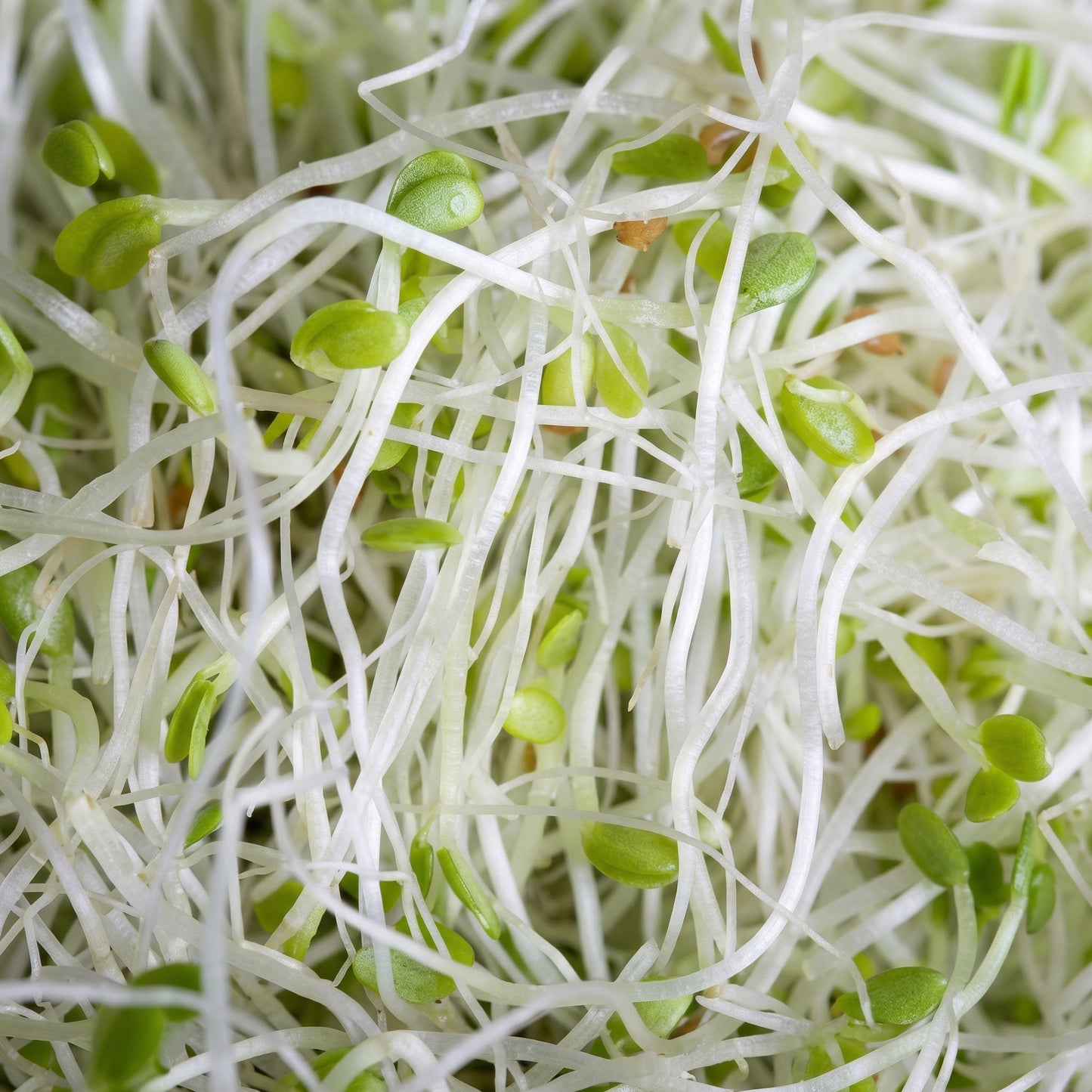 Alfalfa Seeds – Heirloom Sprouting Seeds for Fresh Homegrown Sprouts