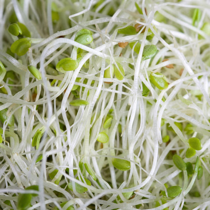 Alfalfa Seeds – Heirloom Sprouting Seeds for Fresh Homegrown Sprouts