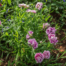 Chinese Pinks Dianthus chinensis Seeds – China Pinks Rainbow Pink Flower Seeds