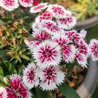 Chinese Pinks Dianthus chinensis Seeds – China Pinks Rainbow Pink Flower Seeds