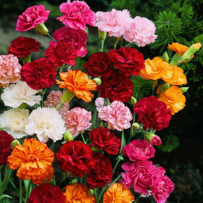 Chabaud Mix Carnation Seeds – Heirloom Dianthus Large Bloom Flower Seeds