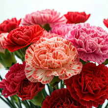 Chabaud Mix Carnation Seeds – Heirloom Dianthus Large Bloom Flower Seeds