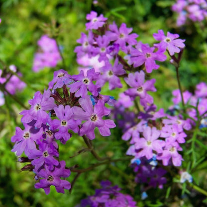 Verbena Moss Seeds Verbena tenuisecta – Perennial Ground Cover Pollinator Flower Seeds