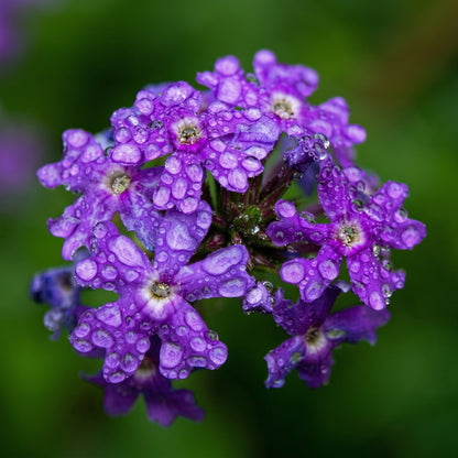 Verbena Moss Seeds Verbena tenuisecta – Perennial Ground Cover Pollinator Flower Seeds