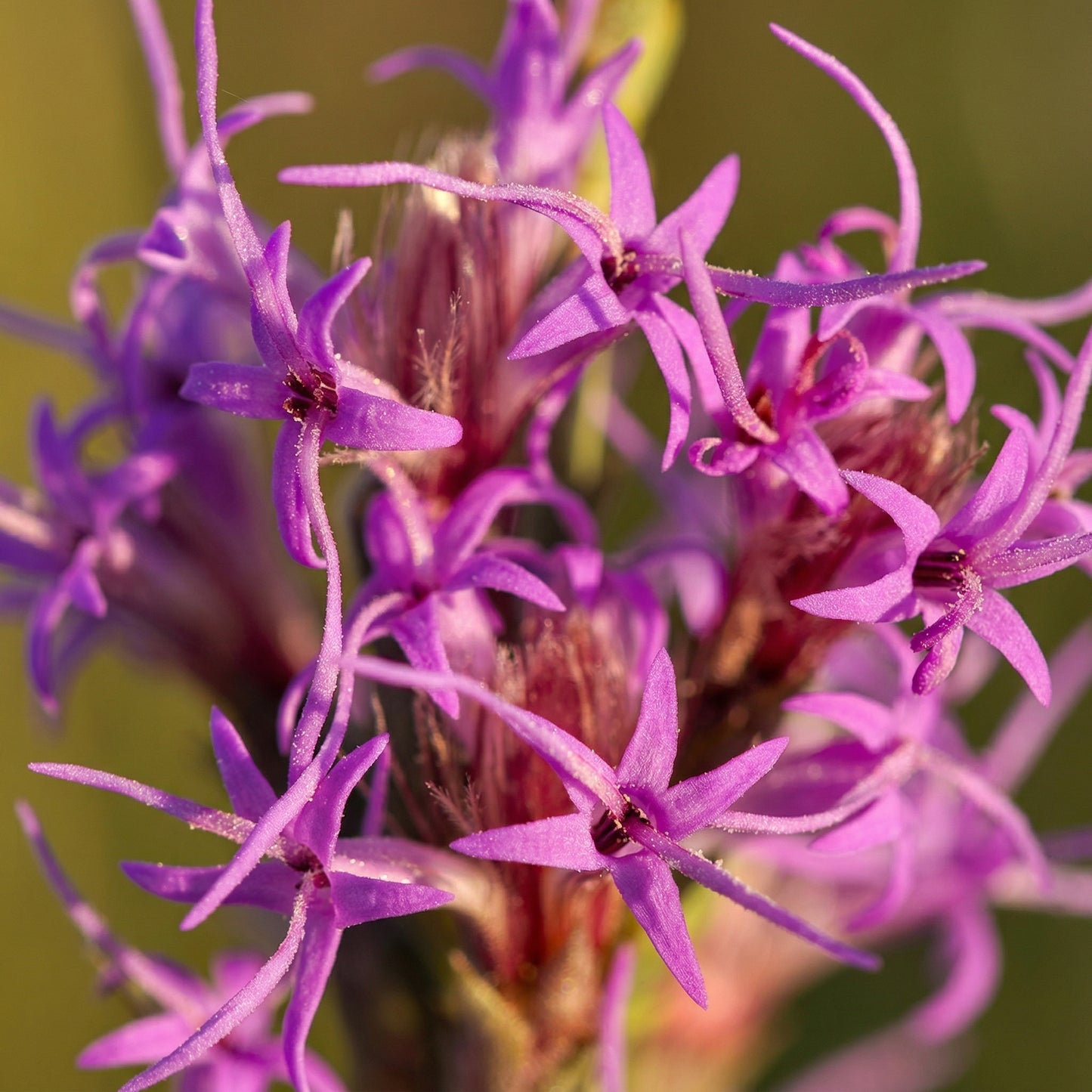 Dense Blazing Star Seeds Liatris spicata – Gayfeather Prairie Native Wildflower Seeds