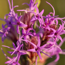 Dense Blazing Star Seeds Liatris spicata – Gayfeather Prairie Native Wildflower Seeds
