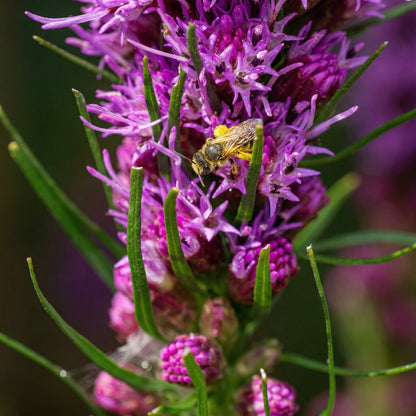 Dense Blazing Star Seeds Liatris spicata – Gayfeather Prairie Native Wildflower Seeds