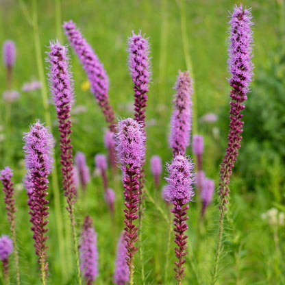 Dense Blazing Star Seeds Liatris spicata – Gayfeather Prairie Native Wildflower Seeds