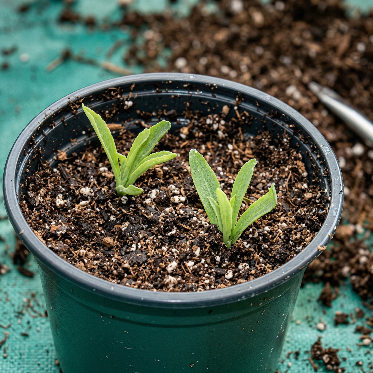 Stevia Plant Seeds for Planting – Sweetleaf Herb Seeds for Kitchen Gardens