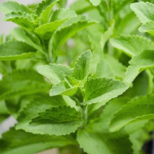 Stevia Plant Seeds for Planting – Sweetleaf Herb Seeds for Kitchen Gardens