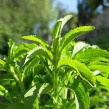 Stevia Plant Seeds for Planting – Sweetleaf Herb Seeds for Kitchen Gardens
