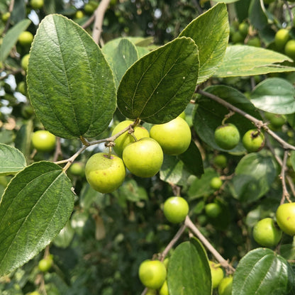 Jujube Tree Seeds Ziziphus jujuba Red Date Fruit Tree Seeds