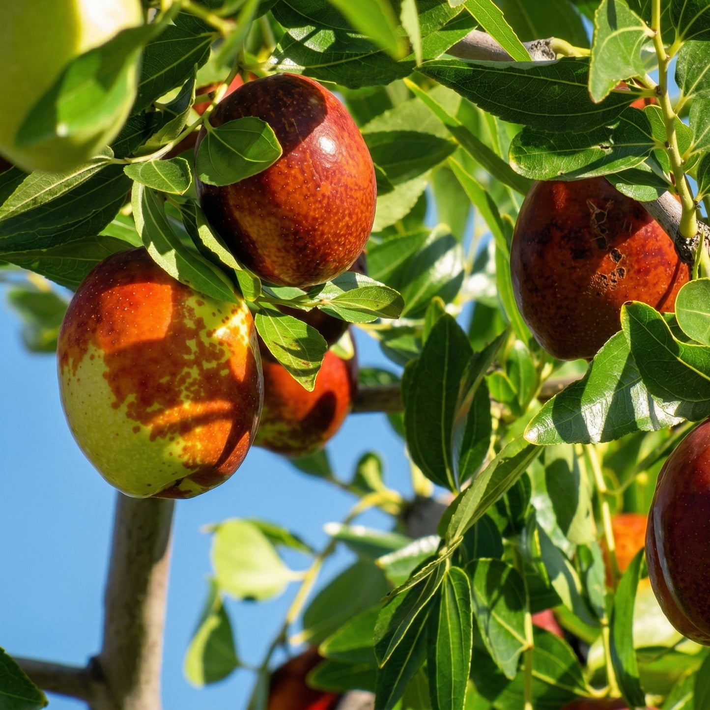 Jujube Tree Seeds Ziziphus jujuba Red Date Fruit Tree Seeds