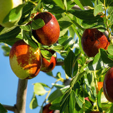 Jujube Tree Seeds Ziziphus jujuba Red Date Fruit Tree Seeds