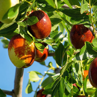 Jujube Tree Seeds Ziziphus jujuba Red Date Fruit Tree Seeds