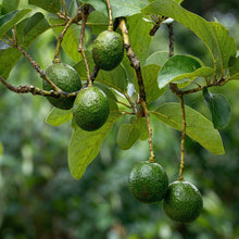 Green Avocado Seeds – Planting Seeds for Fresh Avocado Trees