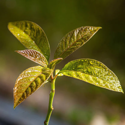 Green Avocado Seeds – Planting Seeds for Fresh Avocado Trees