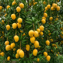 Mango Tree Seeds for Planting – Fast Growing Tropical Fruit Seeds