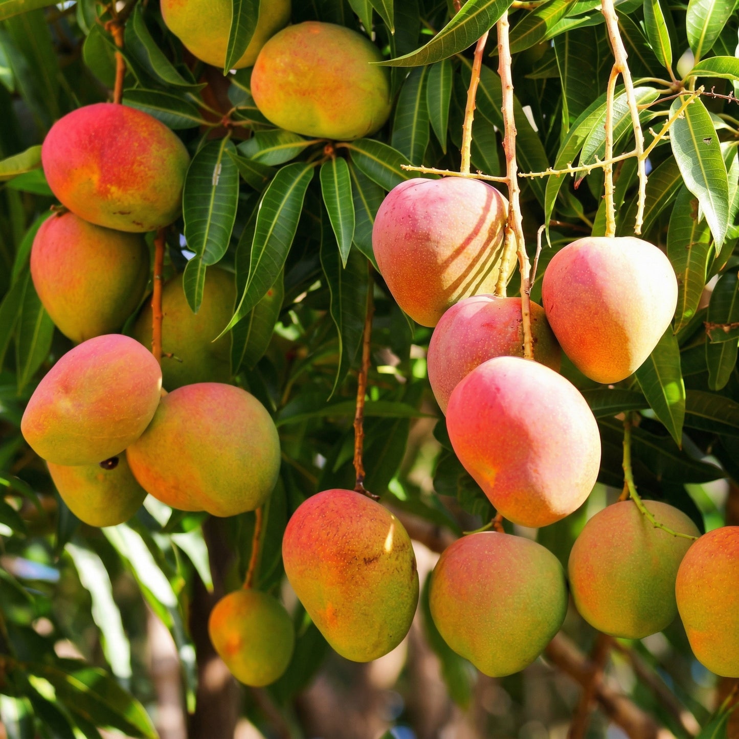 Mango Tree Seeds for Planting – Fast Growing Tropical Fruit Seeds