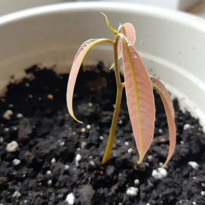 Mango Tree Seeds for Planting – Fast Growing Tropical Fruit Seeds