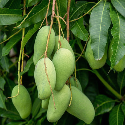Mango Tree Seeds for Planting – Fast Growing Tropical Fruit Seeds