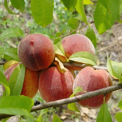 Peach Fruit Tree Seeds for Planting – Heirloom Garden Seeds for Outdoor Growing