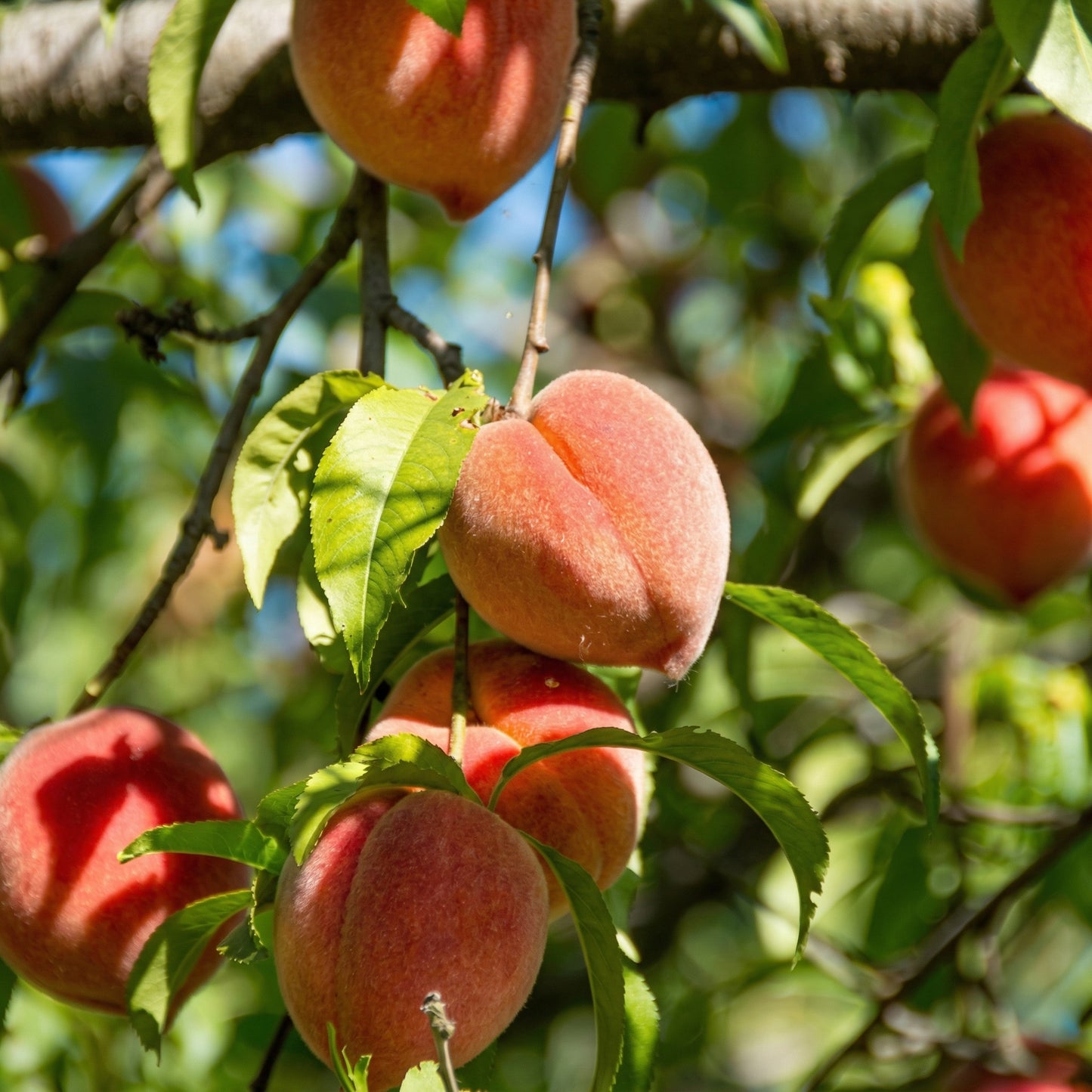 Peach Fruit Tree Seeds for Planting – Heirloom Garden Seeds for Outdoor Growing