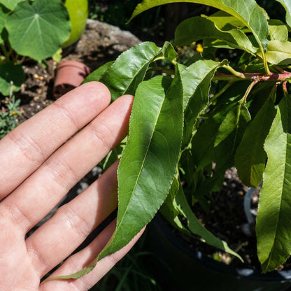Peach Fruit Tree Seeds for Planting – Heirloom Garden Seeds for Outdoor Growing