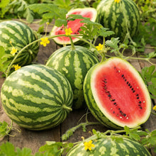 Crimson Sweet Watermelon Seeds – Open Pollinated Heirloom Vegetable Seeds