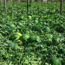 Crimson Sweet Watermelon Seeds – Open Pollinated Heirloom Vegetable Seeds