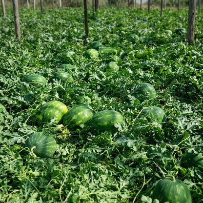 Crimson Sweet Watermelon Seeds – Open Pollinated Heirloom Vegetable Seeds