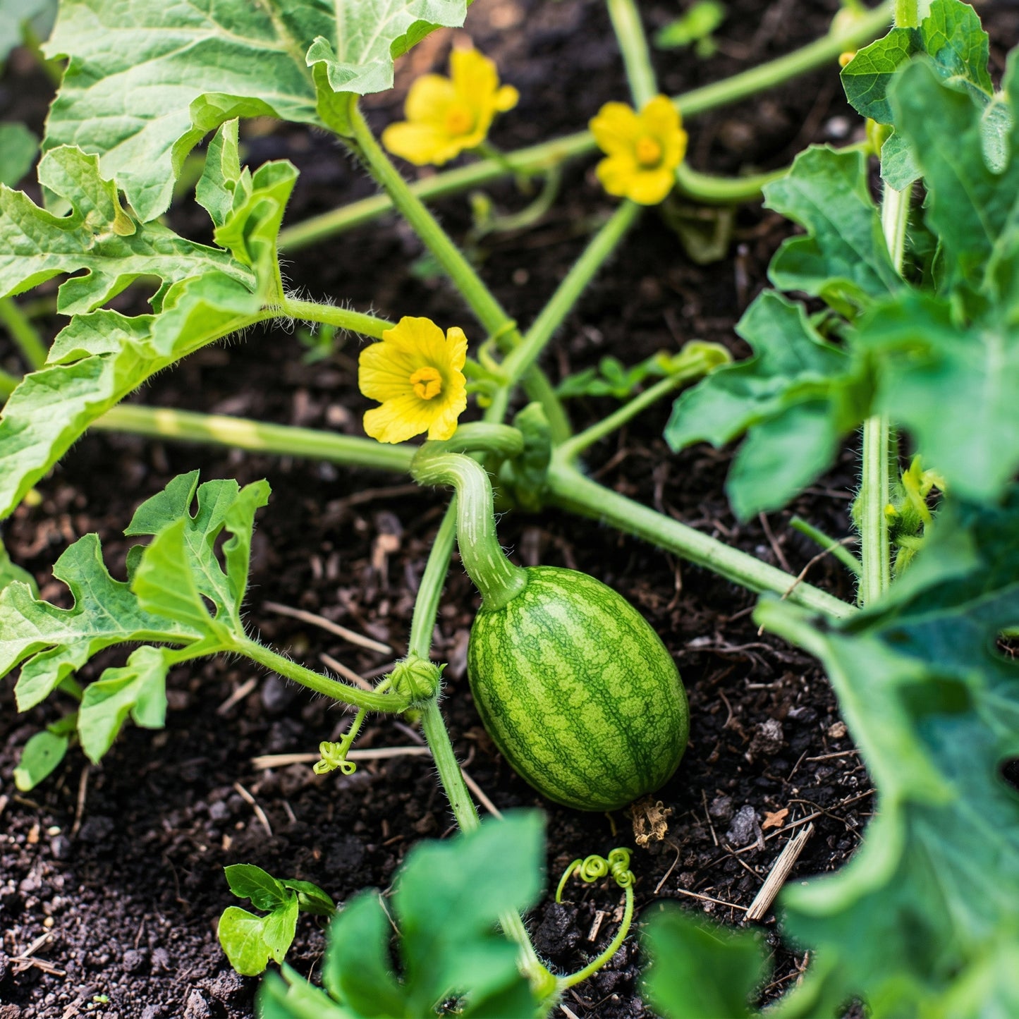 Crimson Sweet Watermelon Seeds – Open Pollinated Heirloom Vegetable Seeds