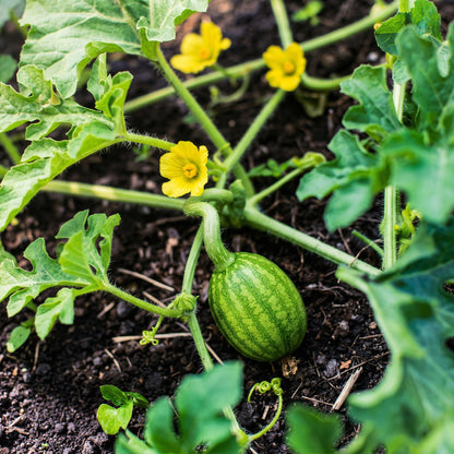 Crimson Sweet Watermelon Seeds – Open Pollinated Heirloom Vegetable Seeds