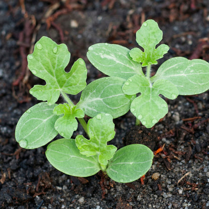 Crimson Sweet Watermelon Seeds – Open Pollinated Heirloom Vegetable Seeds