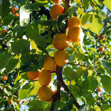 Manchurian Apricot Tree Seeds Prunus mandshurica – Hardy Flowering Fruit Tree Seeds
