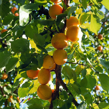 Manchurian Apricot Tree Seeds Prunus mandshurica – Hardy Flowering Fruit Tree Seeds