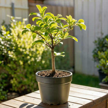 Manchurian Apricot Tree Seeds Prunus mandshurica – Hardy Flowering Fruit Tree Seeds