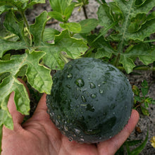 Sugar Baby Watermelon Seeds – Heirloom Icebox Watermelon Seeds for Planting