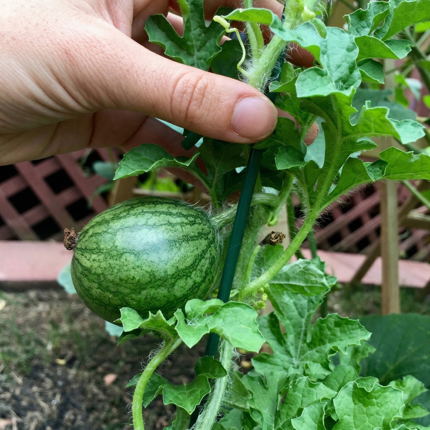 Sugar Baby Watermelon Seeds – Heirloom Icebox Watermelon Seeds for Planting