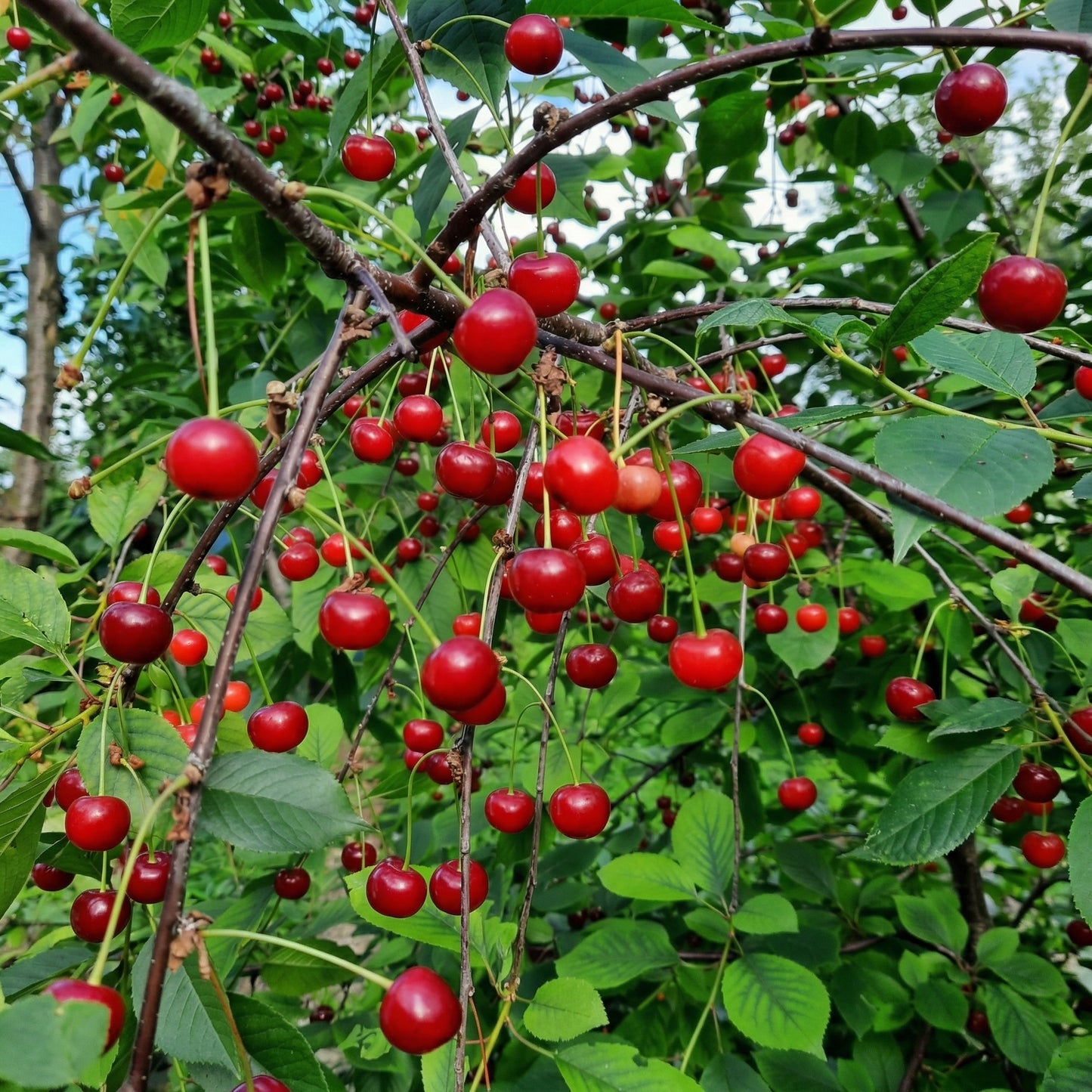Cherry Seeds for Planting – Heirloom Sweet Cherry Tree Seeds for Home Garden & Orchard