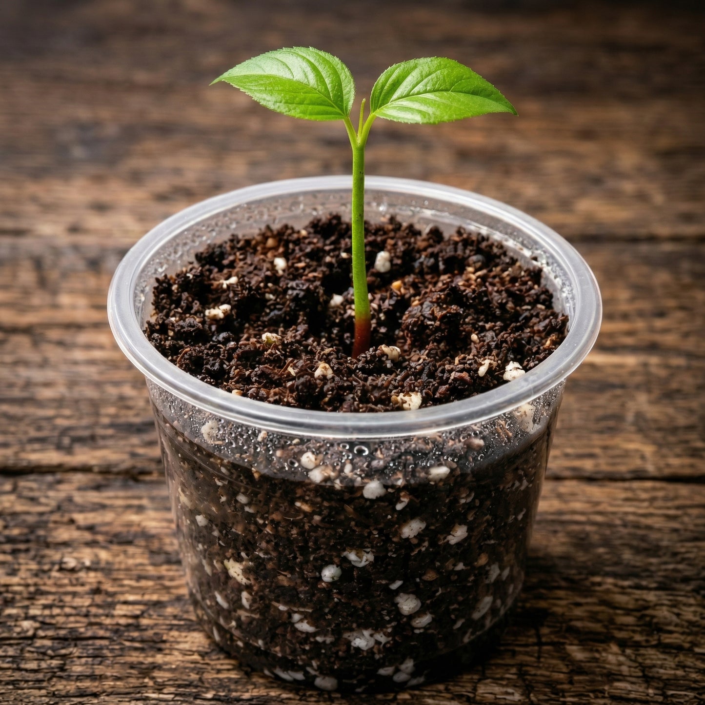 Cherry Seeds for Planting – Heirloom Sweet Cherry Tree Seeds for Home Garden & Orchard