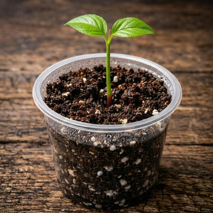 Cherry Seeds for Planting – Heirloom Sweet Cherry Tree Seeds for Home Garden & Orchard