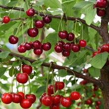 Cherry Seeds for Planting – Heirloom Sweet Cherry Tree Seeds for Home Garden & Orchard