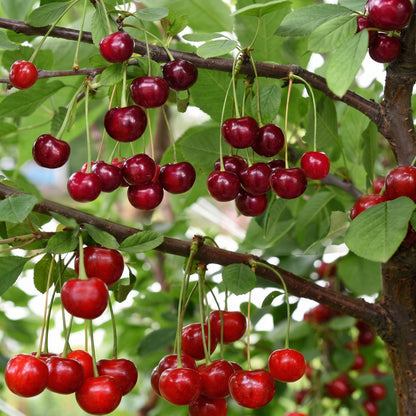 Cherry Seeds for Planting – Heirloom Sweet Cherry Tree Seeds for Home Garden & Orchard