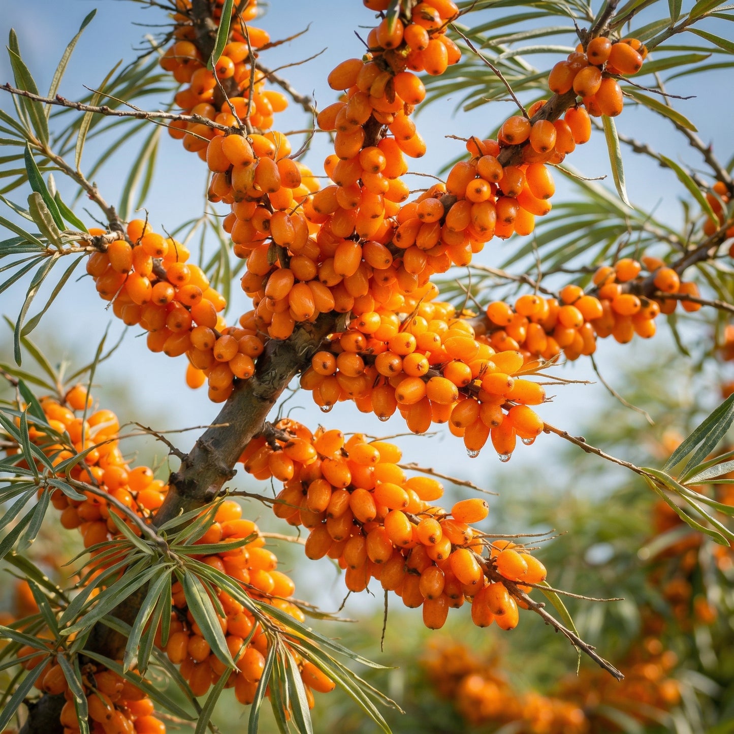 Sea Buckthorn Seeds Hippophae rhamnoides – Perennial Shrub Edible Fruit Tree Seeds