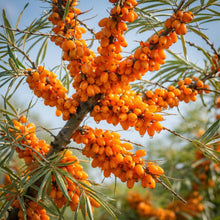 Sea Buckthorn Seeds Hippophae rhamnoides – Perennial Shrub Edible Fruit Tree Seeds