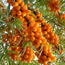 Sea Buckthorn Seeds Hippophae rhamnoides – Perennial Shrub Edible Fruit Tree Seeds