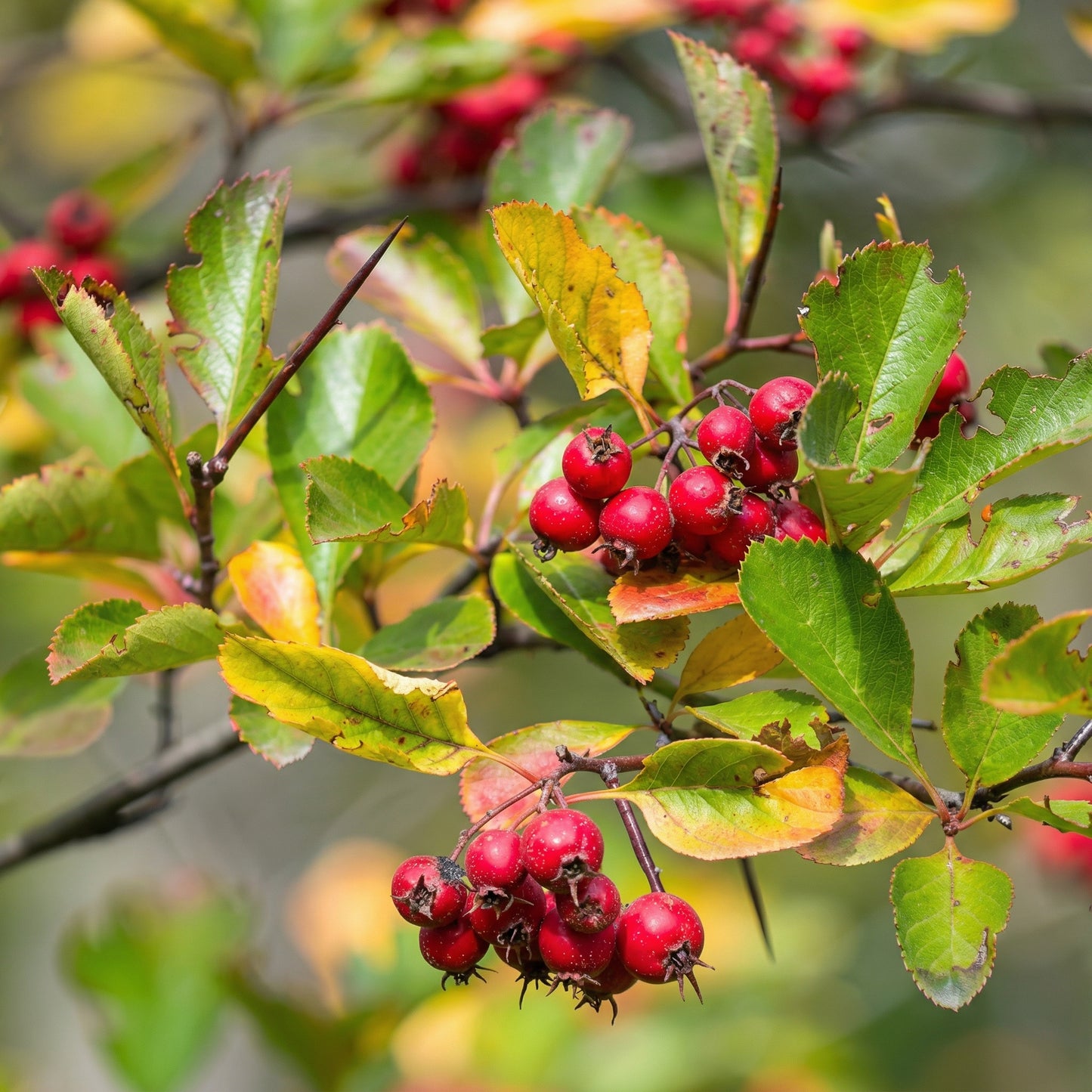 English Hawthorn Tree Seeds Crataegus monogyna – Showy Hardy Fruit Tree Seeds